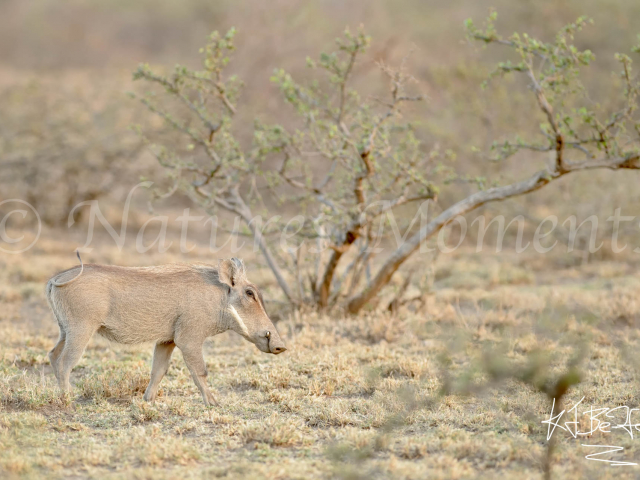 Warthog At Awash National Park
