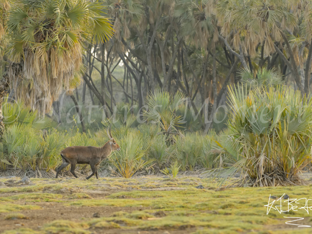 Waterbuck in the Palms
