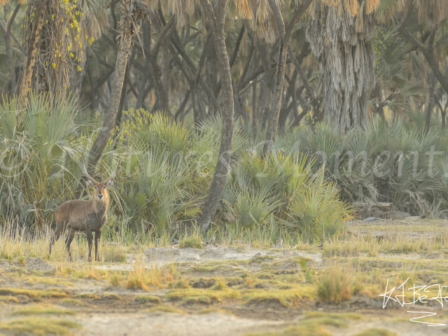 Waterbuck - Watching Out Waterbuck - Watching Out