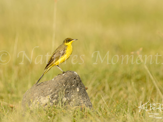 Baglafecht Weaver On Rock Baglafecht Weaver On Rock