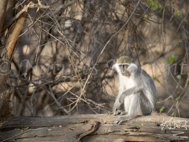 Vervet Monkey - On the Log Vervet Monkey - On the Log