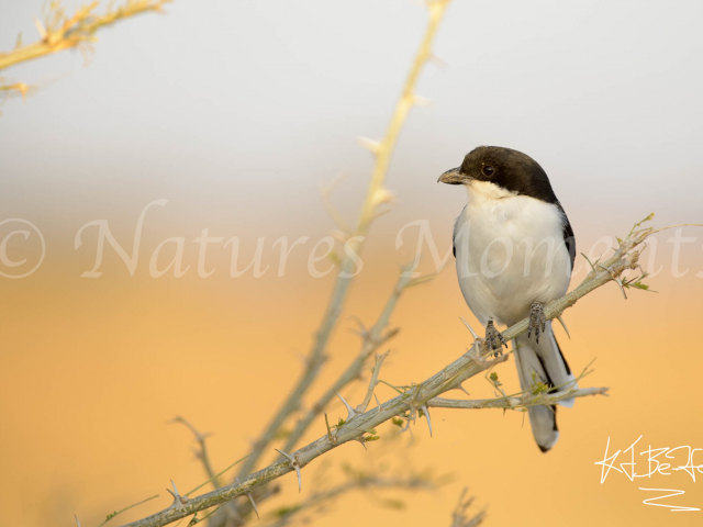 Somali Fiscal Shrike