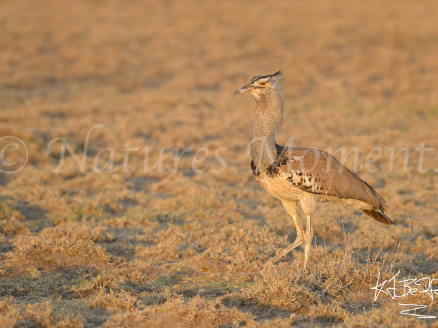Cori Bustard In Evening Light Cori Bustard In Evening Light