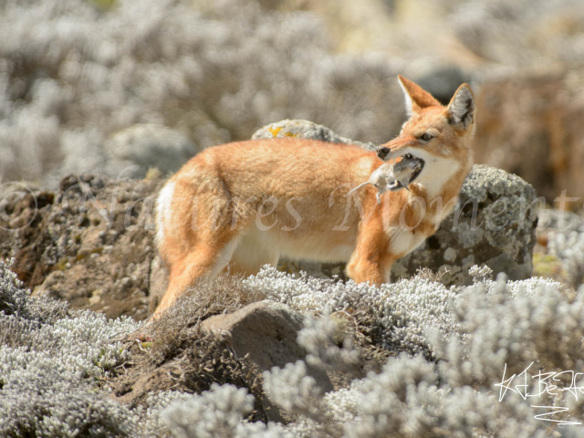 Simien Wolf -  Its My Dinner