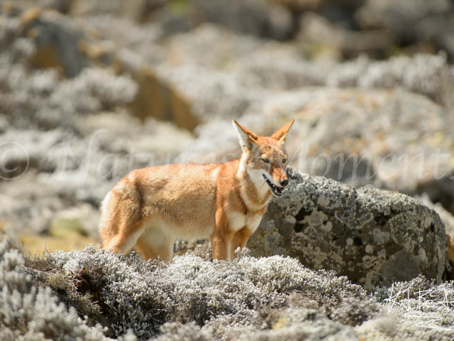 Simien Wolf -  Rat Tails