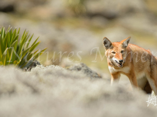 Simien Wolf -  Nice Lunch