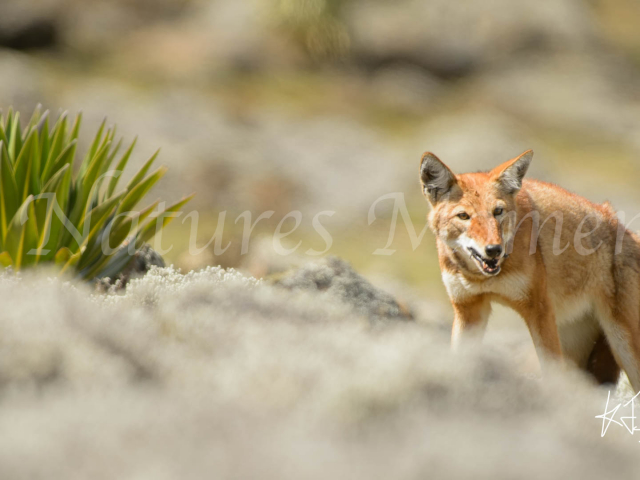 Simien Wolf -  Nice Lunch