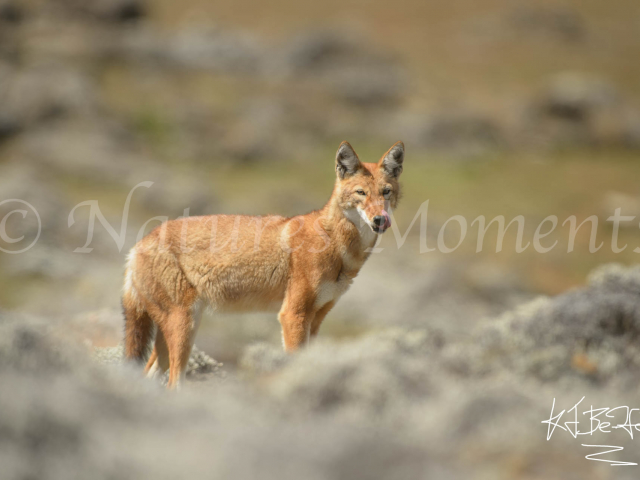 I Am Simien Wolf I Am Simien Wolf