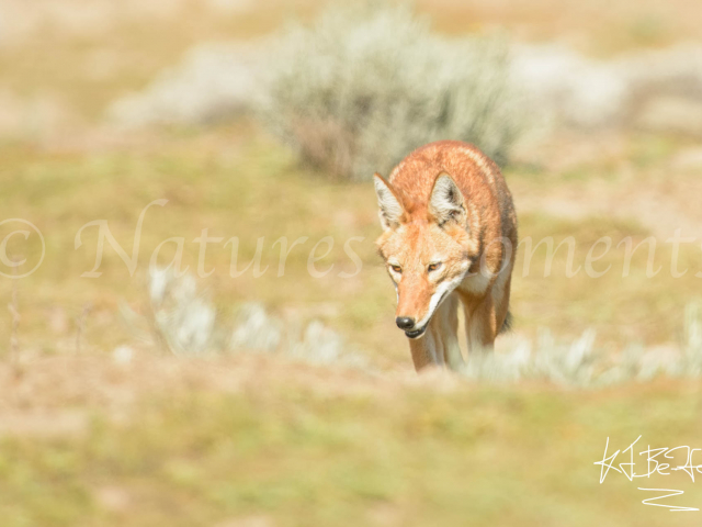Simien Wolf - Heading Home