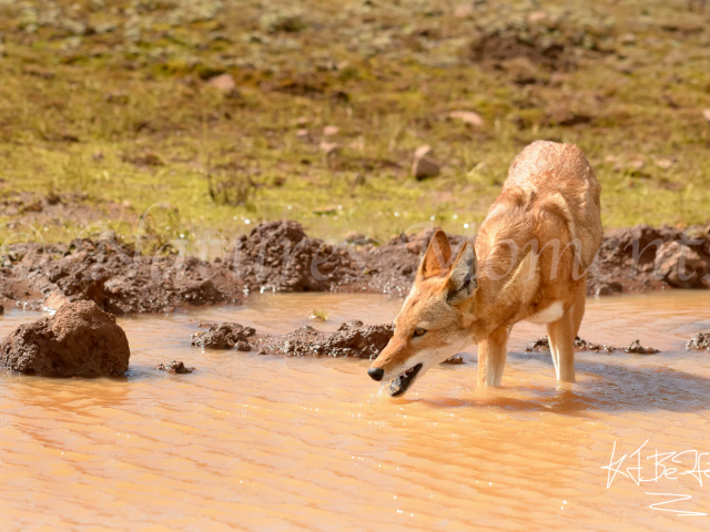 Simien Wolf - Drinking in the Heat of the Day Simien Wolf - Drinking in the Heat of the Day