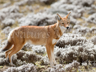 Simien Wolf in Bale Mountains