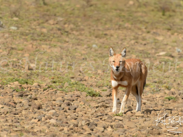 Simien Wolf - Watching You Watching Me Simien Wolf - Watching You Watching Me