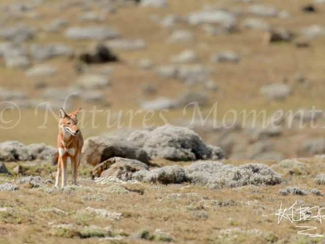 Simien Wolf on Bale Moutainside Simien Wolf on Bale Moutainside
