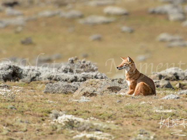 Simien wolf - At Rest