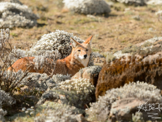 Simien Wolf - In the Thick of Things