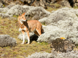 Simien Wolf - In the Thick of it
