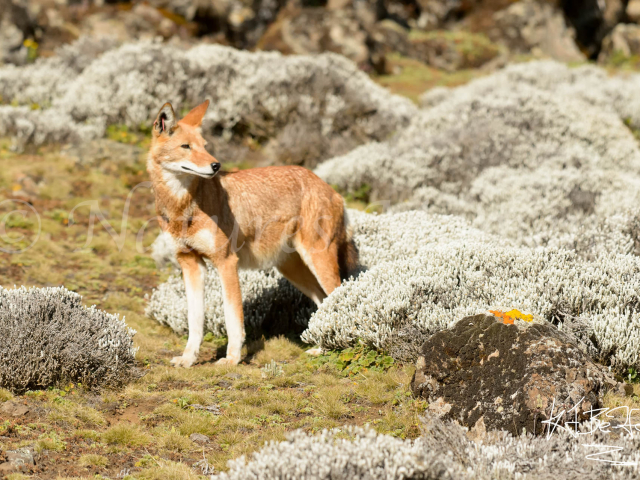 Simien Wolf - In the Thick of it Simien Wolf - In the Thick of it