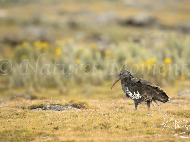 Wattled Ibis on the Ethiopian Highlands