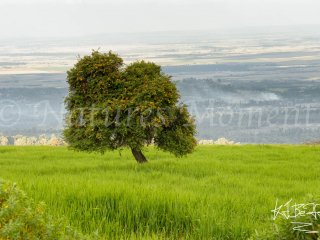 Bale - Is this Really Ethiopia