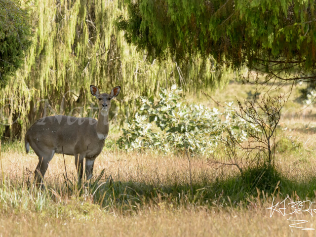Mountain Nyala - Female
