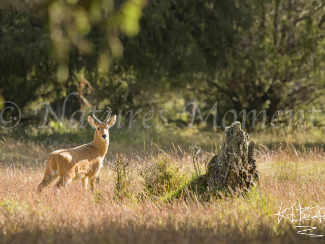 Reed Buck - Anxious Look