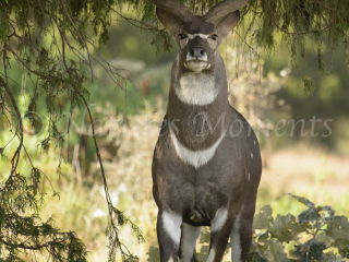 I am Mountain Nyala