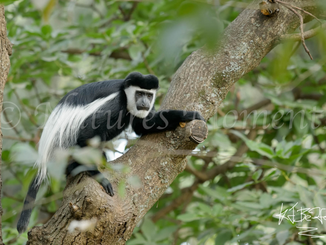 Colobus Monkey - One giant leap for Monkind