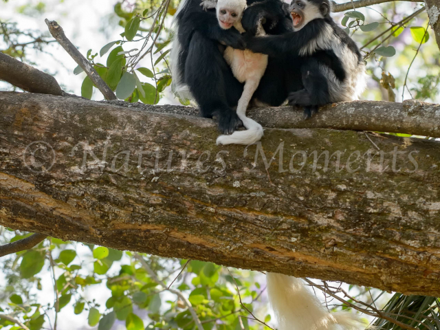 Colobus Monkey - Family Party