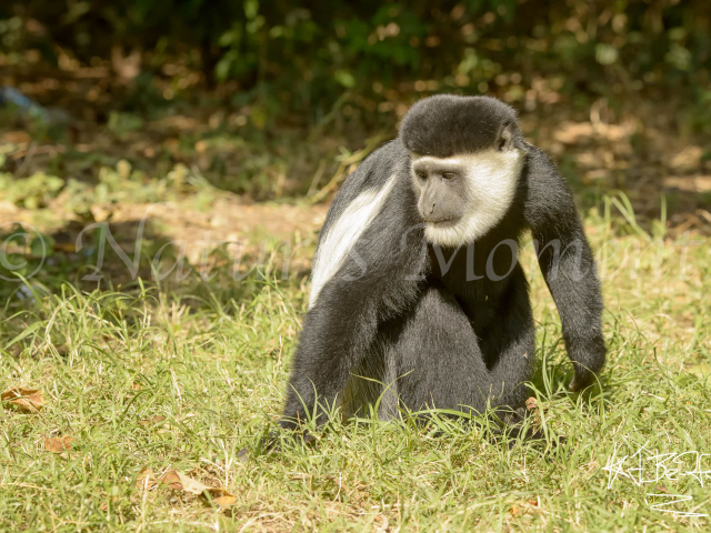 Colobus Monkey - From the Ground Up