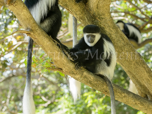 Colobus Monkey - Bell Ringers!