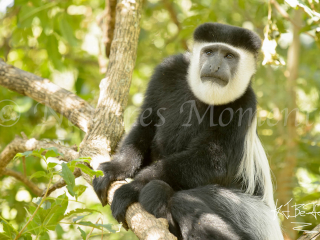 Colobus Monkey - I Wonder