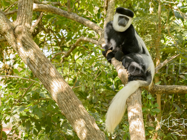 Colobus Monkey - Solitary Moment
