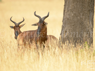 Swayns Hartebeest - Looking for Shade Swayns Hartebeest - Looking for Shade