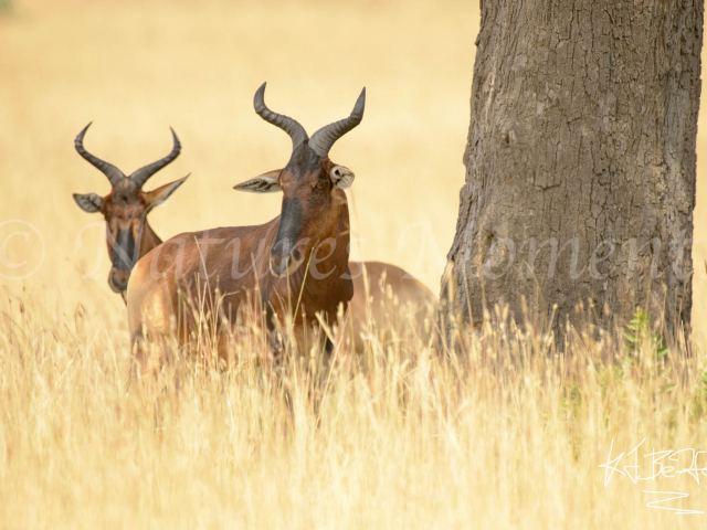 Swayns Hartebeest - Looking for Shade