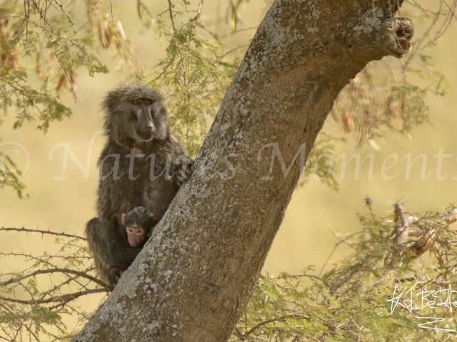 Olive Baboon with Infant