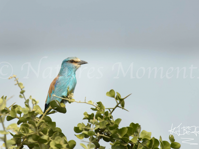 Abyssian Roller on Branch