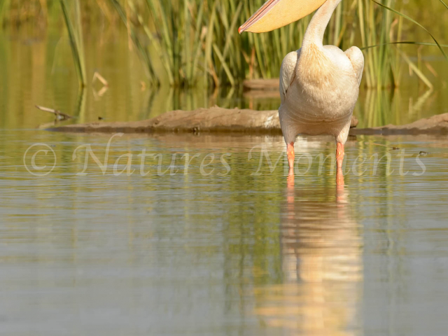 Pink-backed Pelican - Fishing