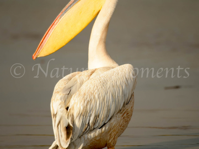 Pink-backed Pelican - I Got Your Back