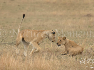 Lion - Ready to Hunt