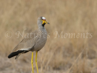 Yellow-Wattled Lapwing - Lean and Mean