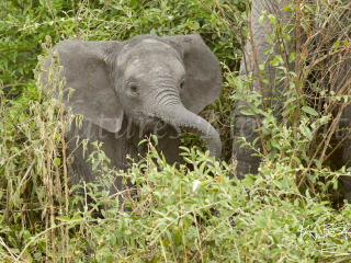 Little Wee Baby Elephant