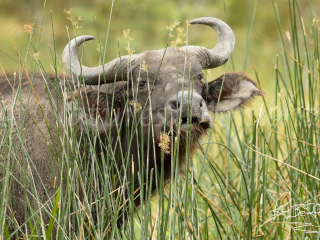 Buffalo in the Reeds