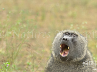 Olive Baboon - Open Wide!