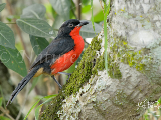 Black-headed Gonolek