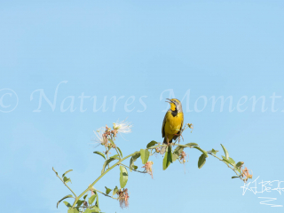 Yellow Throated Longclaw - The Edge of Heaven