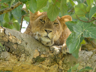 Lion - On a Branch Totally Relaxed