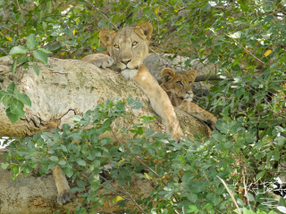 Lioness & Cub - Nestled Nicely in the Tree