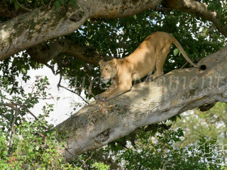 Lioness - Downward Stretch