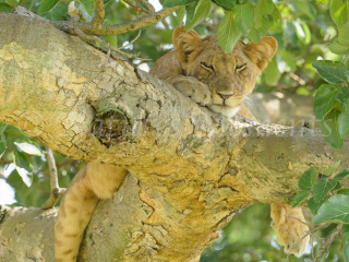 Lion - Hang Down, Nap Time