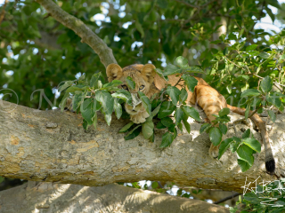 Lion Cub - Curiousity